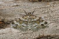 Mesotype didymata