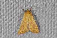Mythimna vitellina