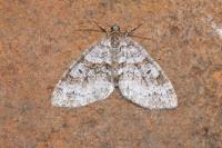 Nothocasis sertata