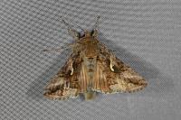 Autographa gamma