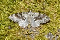 Nothocasis sertata