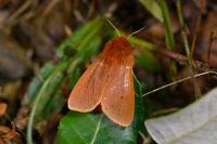 Phragmatobia fuliginosa