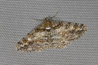 Cleora cinctaria