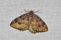 Triphosa dubitata