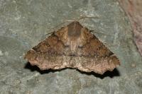Odontopera bidentata