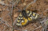 Eurranthis plummistaria