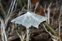 Ourapteryx sambucaria