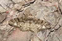 Parectropis similaria