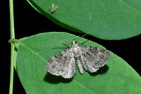 Pasiphila rectangulata
