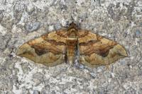 Pelurga comitata