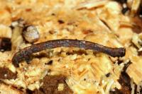 Peribatodes rhomboidaria rhomboidaria