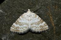 Perizoma albulata