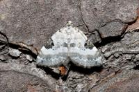 Perizoma blandiata