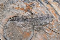 Philereme transversata