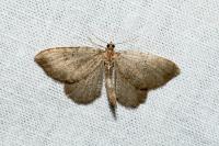 Philereme vetulata