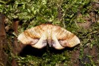 Plagodis dolabraria