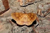 Plagodis pulveraria