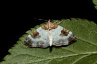 Plemyria rubiginata