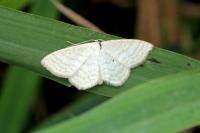 Scopula immutata