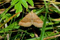 Scotopteryx chenopodiata