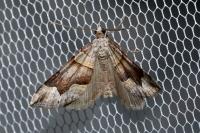 Scotopteryx moeniata