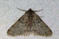 Phigalia pilosaria