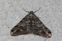 Agriopis leucophaearia