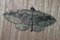 Philereme transversata