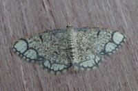 Stegania cararia