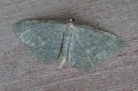Philereme vetulata