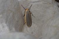 Collita griseola