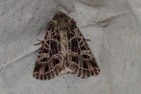 Sideridis reticulata
