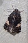 Tyta luctuosa