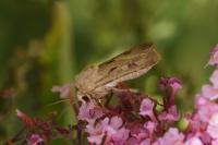 Agrotis exclamationis exclamationis