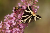 Euplagia quadripunctaria