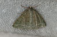 Pseudoterpna pruinata