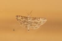 Peribatodes rhomboidaria rhomboidaria