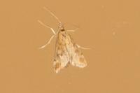 Pyrausta despicata
