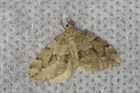 Thera juniperata