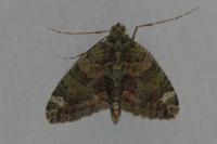 Chloroclysta siterata