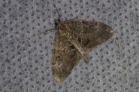 Thera britannica/variata