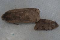 Noctua pronuba