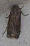 Agrotis segetum