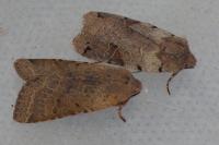 Anchoscelis litura