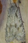 Lithophane ornitopus