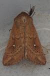 Mythimna albipuncta