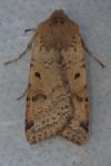 Agrochola lychnidis