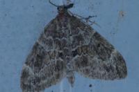 Thera britannica/variata