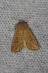 Mythimna albipuncta