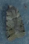 Anchoscelis litura